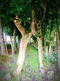 Trees in forest