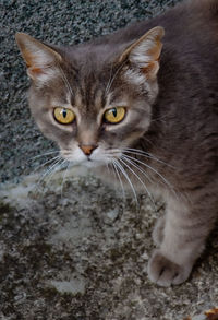 Close-up portrait of tabby cat