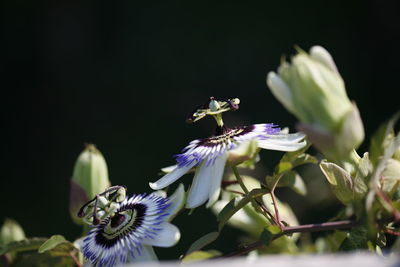 Close-up of honey bee on purple flower