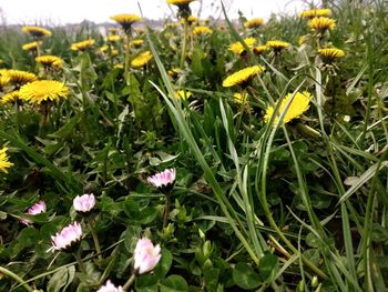 Close-up of yellow flowering plants on field