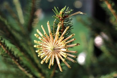 Close-up of thistle