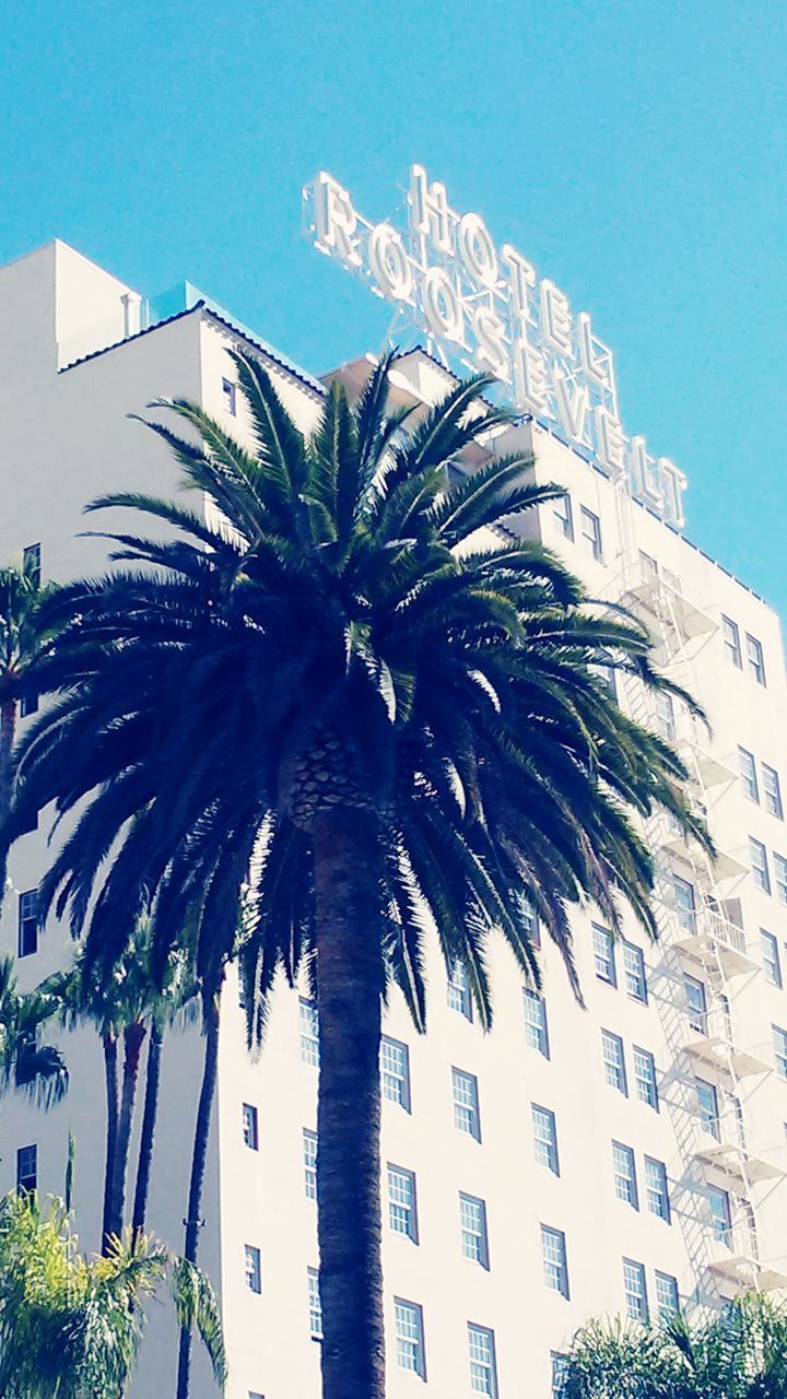 LOW ANGLE VIEW OF PALM TREE AGAINST BUILDING