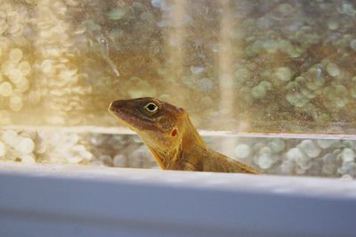 Close-up of lizard on window