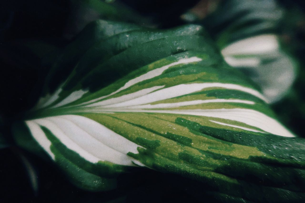 CLOSE-UP OF GREEN LEAF