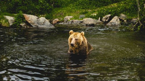Portrait of bear in river