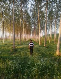 Rear view of girl standing by trees in forest