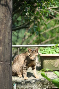 Portrait of cat sitting on tree