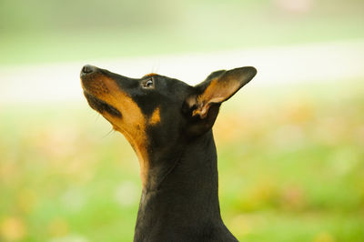 Close-up of dog