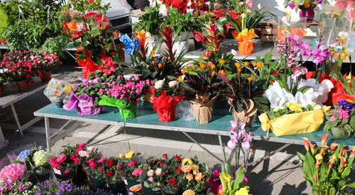 Flowers growing at market stall
