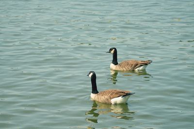 View of birds in water