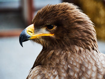 Close-up of owl