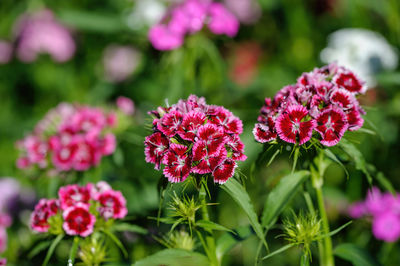 Close-up of purple flowering plants