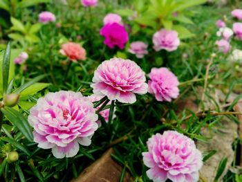 Close-up of pink flowering plants