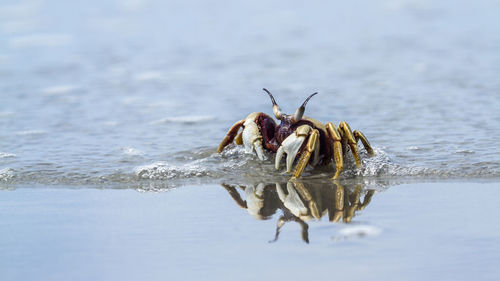 Close-up of crab on beach