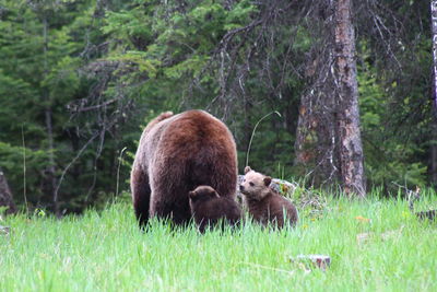 Grizzly bear