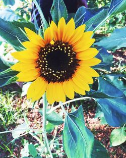 Macro shot of sunflower