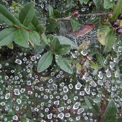 Close-up of raindrops on leaves