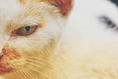 Close-up of a cat looking away