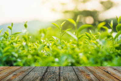 Wooden table against plants