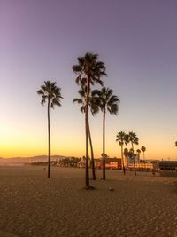 Palm trees on beach against sky during sunset