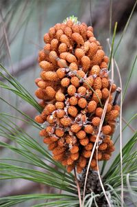 Close-up of dried plant