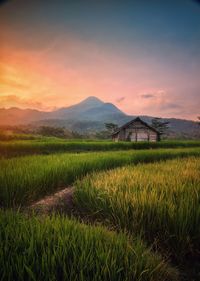 Scenic view of farm against sky during sunset