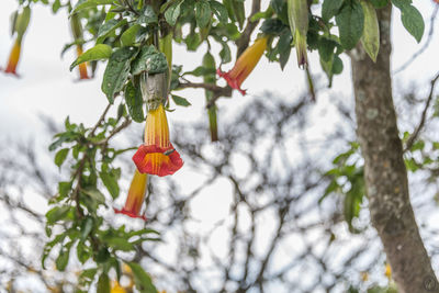 Close-up of red berries on tree