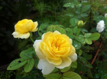 Close-up of yellow rose