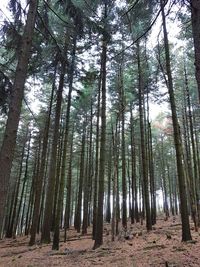 Low angle view of bamboo trees in forest