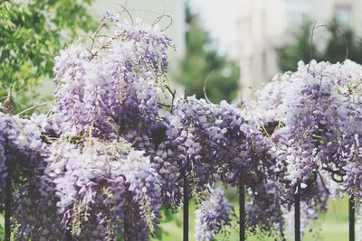 Close-up of purple  lilac flowering plants