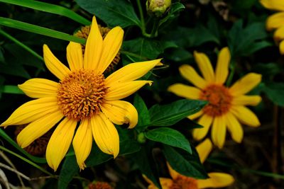 Close-up of yellow flowers growing on plant