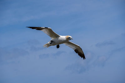 Low angle view of seagull flying