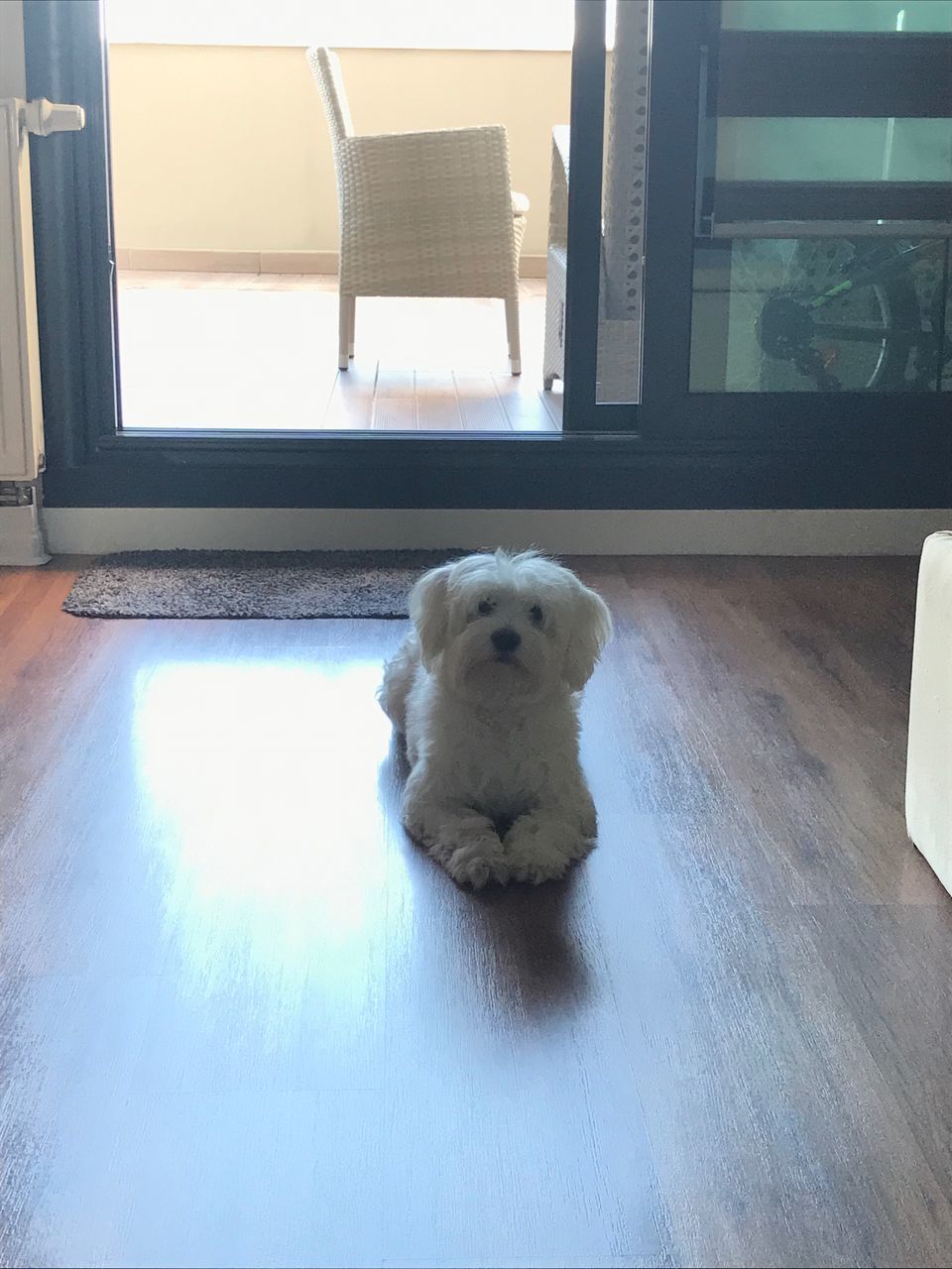 dog, pets, one animal, domestic animals, mammal, indoors, animal themes, home interior, hardwood floor, window, looking at camera, sitting, no people, day, portrait, full length