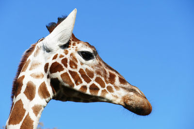 Close-up profile view of giraffe against clear blue sky