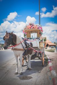 Horse cart on street in city