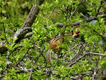 Low angle view of bird perching on tree