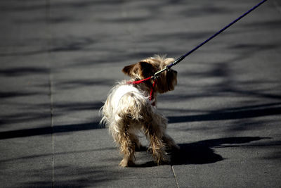 Dogs with dog