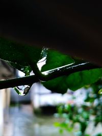 Close-up of wet plant