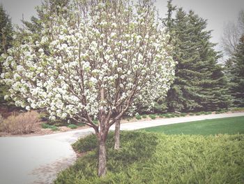 Trees growing in park