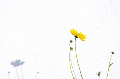 Close-up of yellow flower blooming outdoors