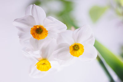 3 white amaryllidaceae fresh flower in closeup macro