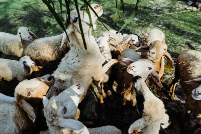 Flock of sheep in farm