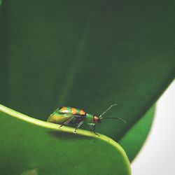 Close-up of damselfly on leaf