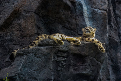 Rocks resting on rock at zoo