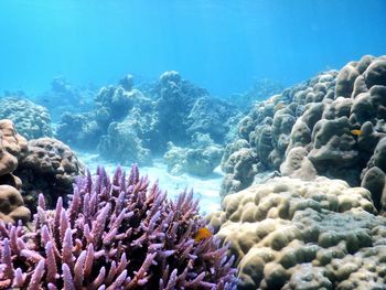 Close-up of coral in sea