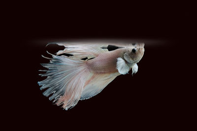 Close-up of jellyfish swimming against black background
