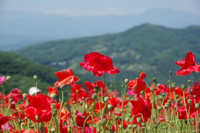 Close-up of red poppy flowers in field