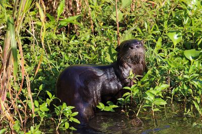 Black dog in water