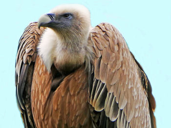 Close-up of eagle