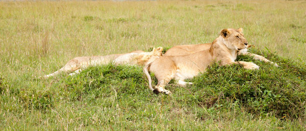 Cat in a field